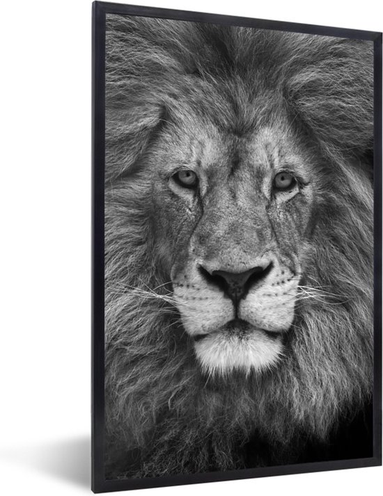 Fotolijst incl. Poster - Perzische leeuw op zwarte achtergrond in zwart-wit - 80x120 cm - Posterlijst