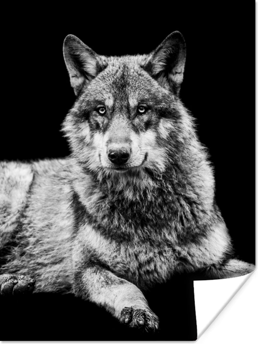 Poster Wilde dieren - Wolf - Zwart - Wit - 60x80 cm