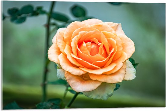 Acrylglas - Oranje Tuinroos aan Lange Stengel - Bloemen - 75x50 cm Foto op Acrylglas (Met Ophangsysteem)