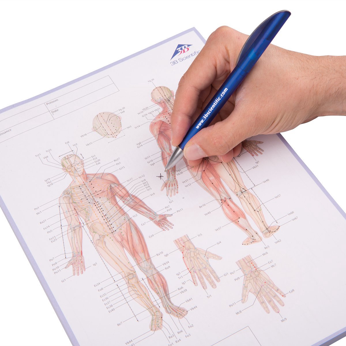 Acupunctuur pen - Acupunctuur Notitieboek - Geïllustreerd - Meridiaan Weergave - Dubbelzijdig - Voor Acupuncturisten