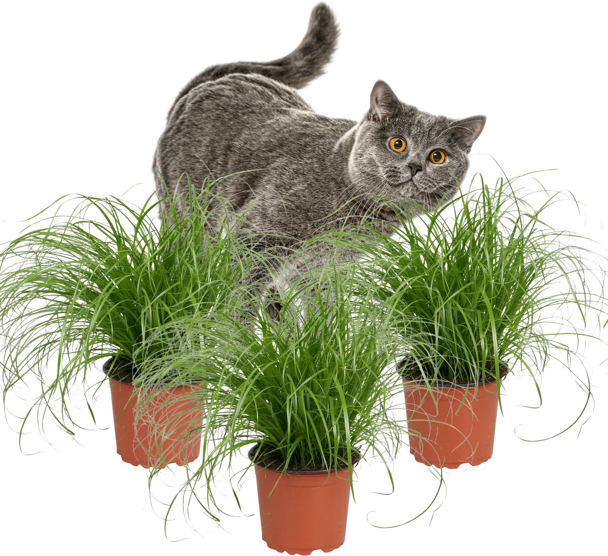 Cyperus Zumula – Kattengras - Set van 3 Kamerplanten – Diervriendelijk – 30 cm – Pot 12 cm