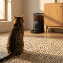Een bengaalse kat zit op een mat voor een zwarte automatische voerbak.