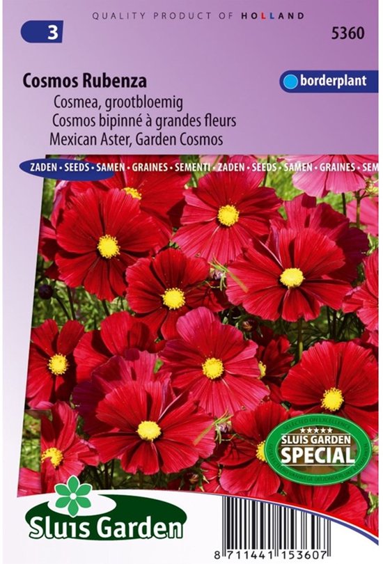 Cosmea (Cosmea bipinnatus) - Cosmos Rubenza Fleuroselect Novelty - Snijbloemen - bloeit in Oktober / Juni / Juli / Augustus / September