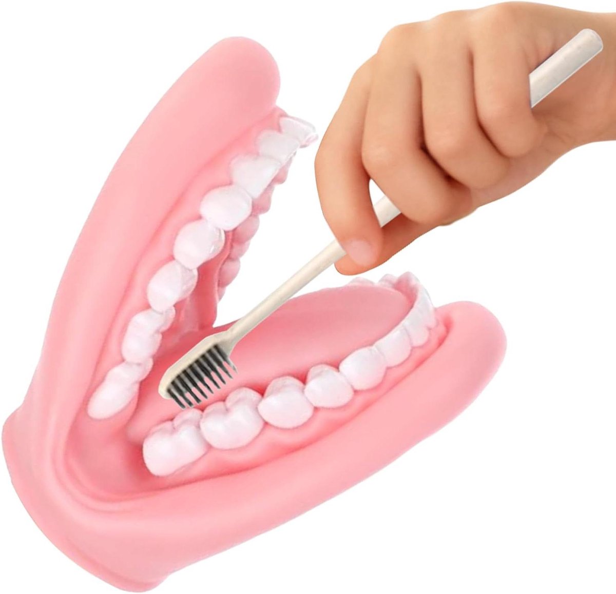 Handpoppen Tandmodel - Poppen Educatief - Mondhygiëne Leren - Beweegbaar PVC - 13 x 10 x 16 cm - Niet gespecificeerd