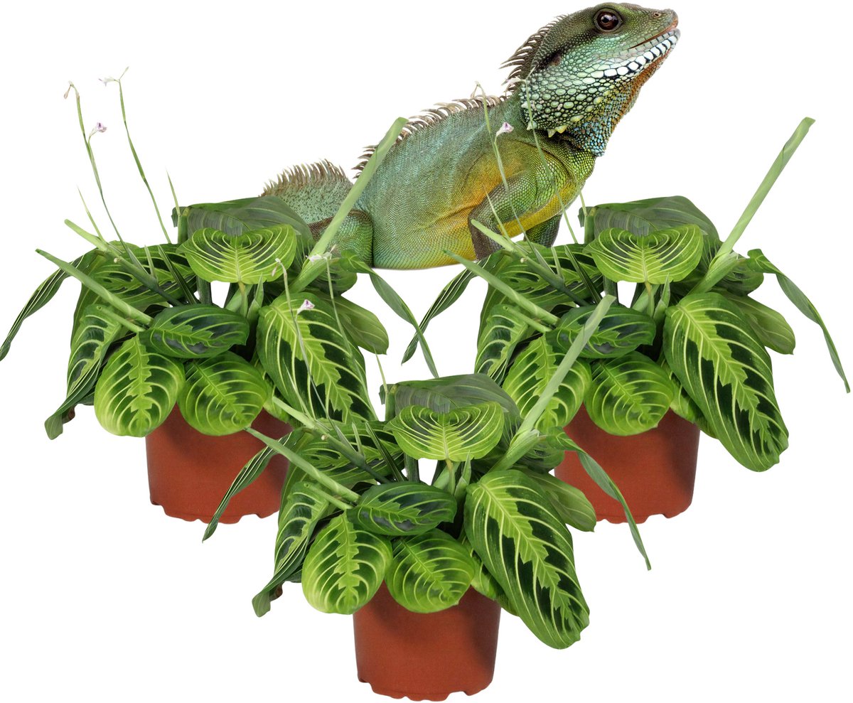 Maranta Lemon Lime – Gebedsplant – Set van 3 Kamerplanten – Schaduwplant – 30–35 cm – Pot 12 cm
