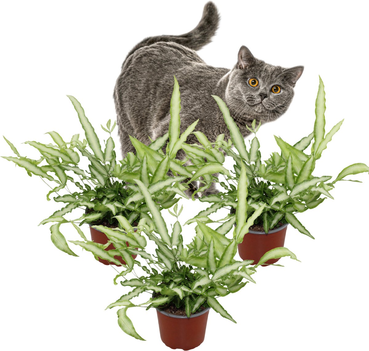 Pteris Cretica 'Albolineata' – Set van 3 Kamerplanten – Luchtzuiverend – Schaduwplant – 28–30 cm – Pot 12 cm