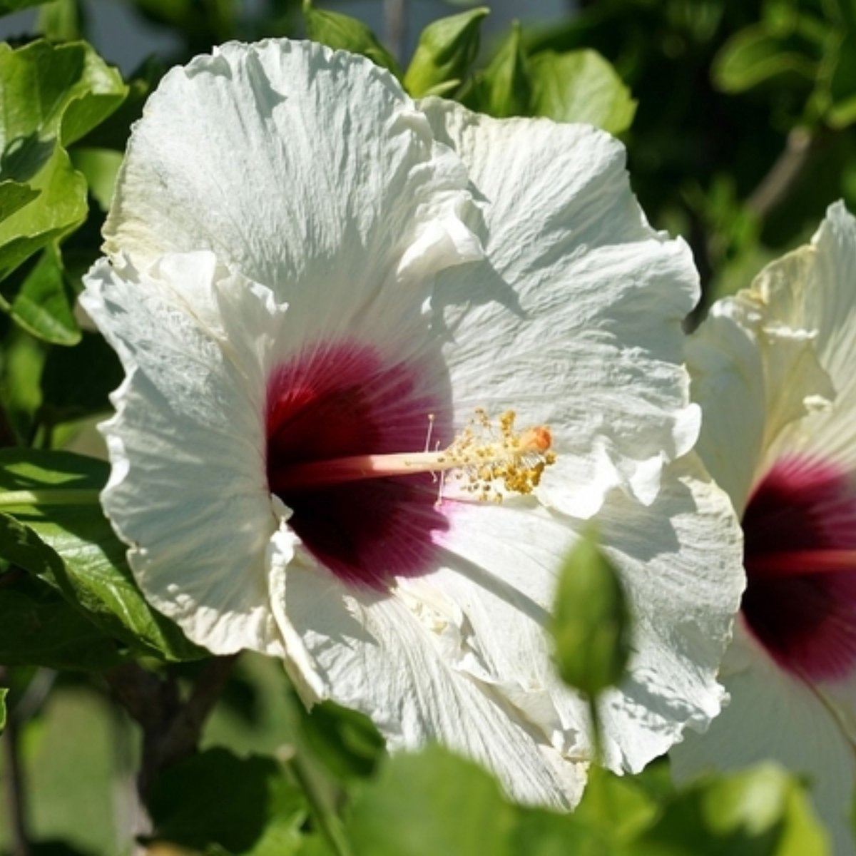 Altheastruik (Hibiscus Syriacus) - Red Heart - Hibiscus - Vaste planten - Zomerbollen - Voorjaarsbollen - bloeit in Juli / Augustus / September