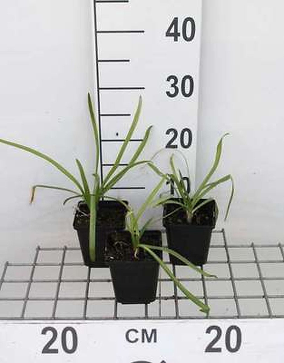 6x Afrikaanse lelie - Agapanthus afr. 'Blue Giant' | 9x9 cm pot