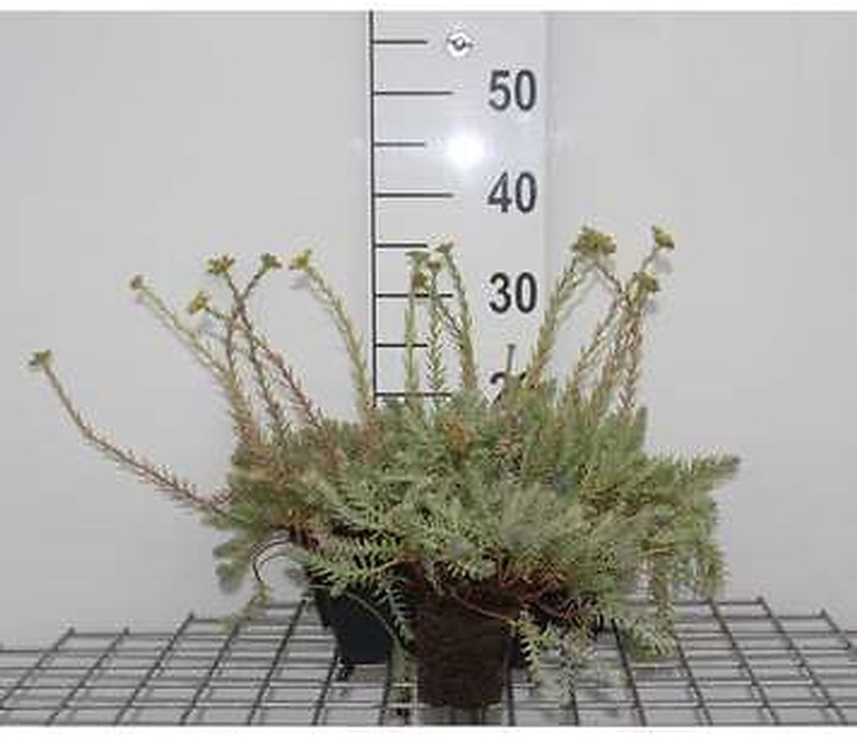 6x Sedum reflexum