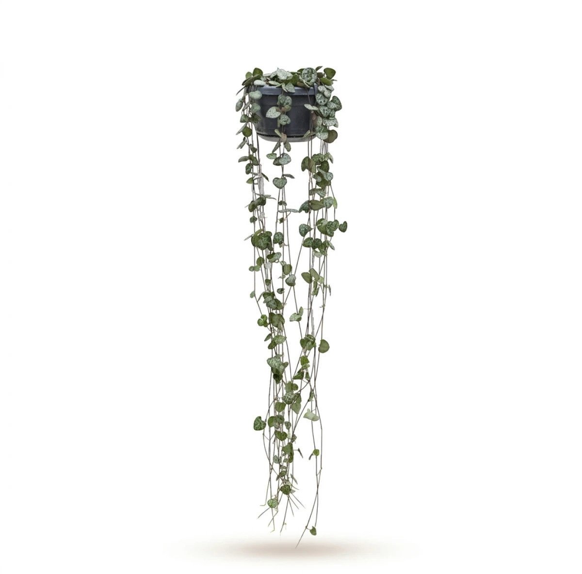 Ceropegia Woodii 'String of Hearts' | Chinees Lantaarnplantje