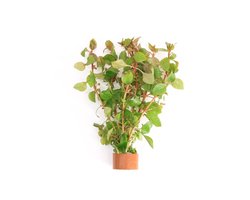 Moerings Ludwigia Palustris Rood | Super Red | in Terracotta Ring