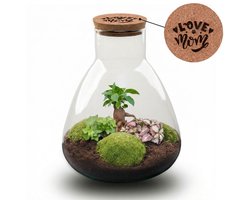 'LOVE MOM' terrarium Sam + gegraveerde kurk met licht - Fles terrarium DIY kit - Ø 24.5 cm ↑ 30 cm - Moederdag