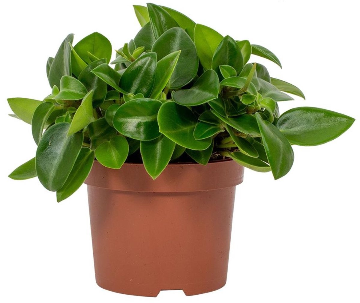 JUNAVERA Peperomia Pixie | In 11 cm pot