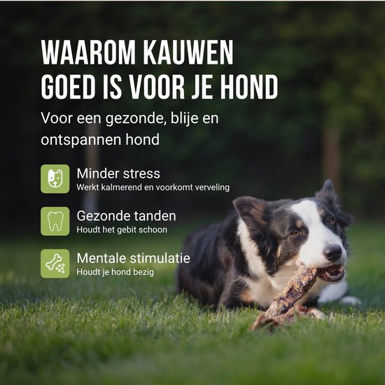 Een bordercollie kauwt op een bot in het gras, met tekst over waarom kauwen goed is voor honden.