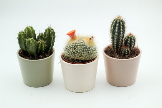 Drie kamerplanten in pastelpotten: groen cactussen, cactussen met oranje bloem, jade plant.
