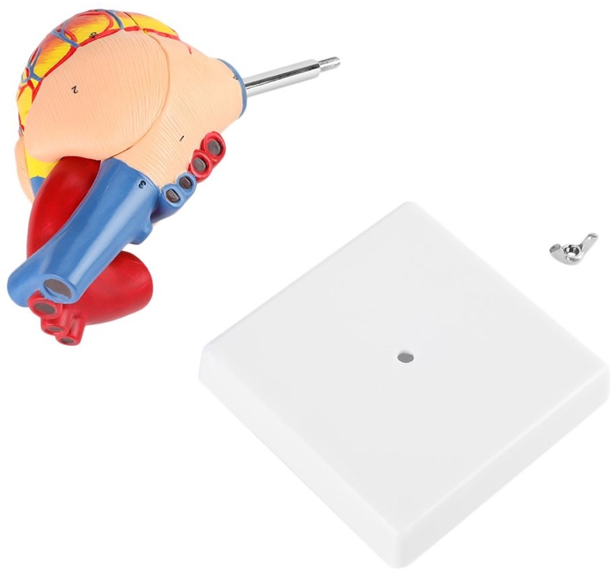 Dailygoods - Anatomisch Hartmodel - Medisch Onderwijs - Leerhulpmiddel 1:1 - Gedetailleerd Ontwerp - 2 Delen met Basis - Geschikt voor Studie en Demon