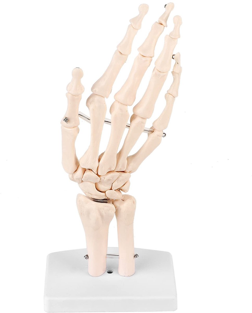 Dailygoods- Hand- en Polsskeletmodel 1:1 - Medisch Anatomisch Model - PVC-Kunststof - Lichtgewicht - Corrosiebestendig - Solide Structuur - Anatomisch Handmodel