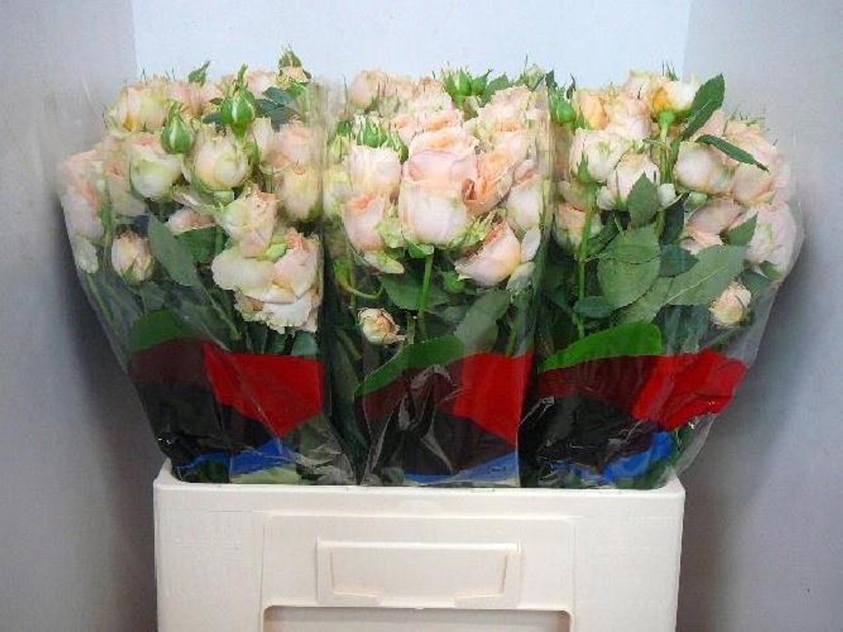 10x Rosa holly 60cm