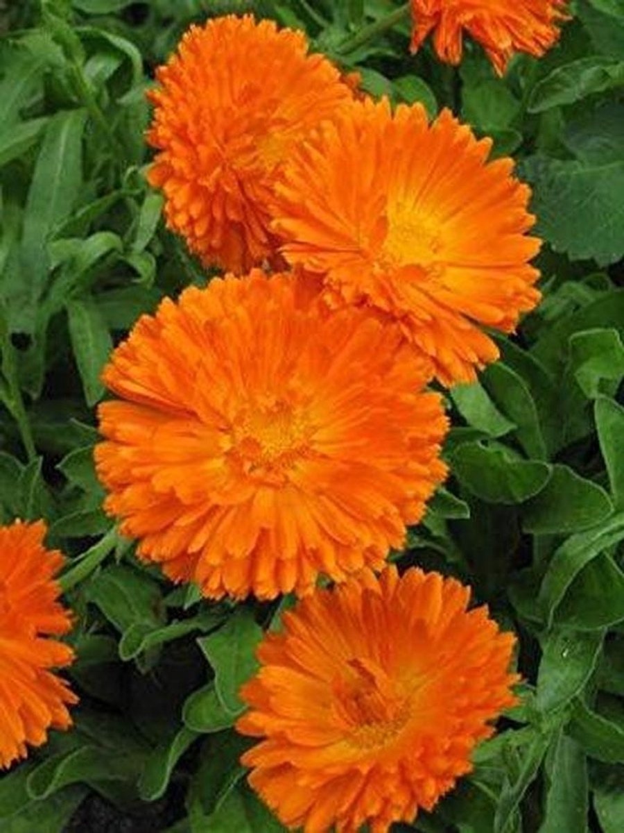 Bloemenzaad Caléndula - Oranje bloemen - Tuinieren Buiten - Gemakkelijk te kweken - 4000 zaden - Oranje