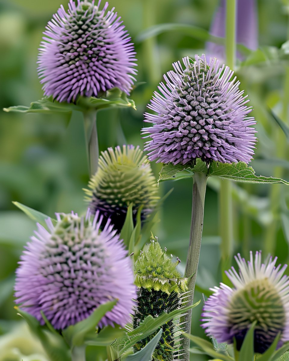 5 sets - Weverskaarde Zaden Dipsacus Sativus Tweejarig