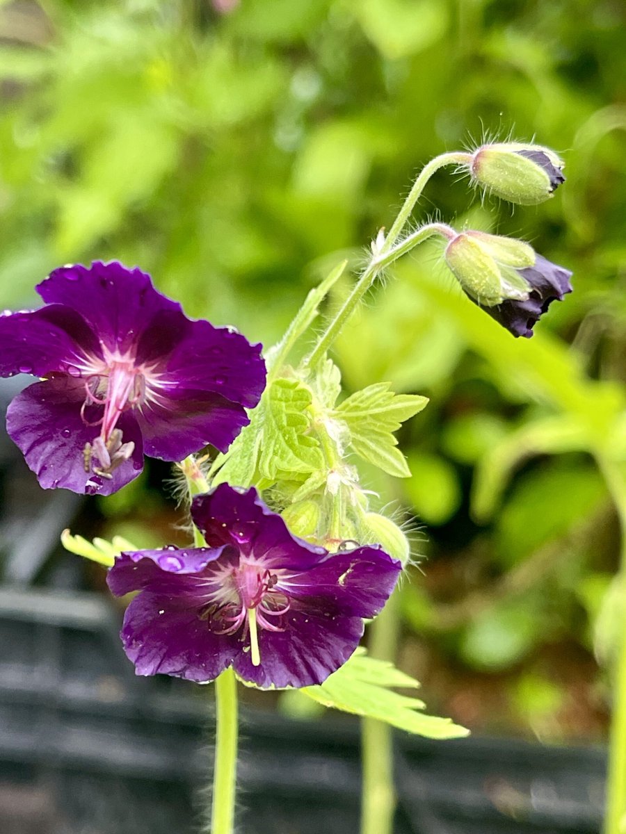 6x Ooievaarsbek - Geranium phaeum 'Raven' | 9x9 cm pot