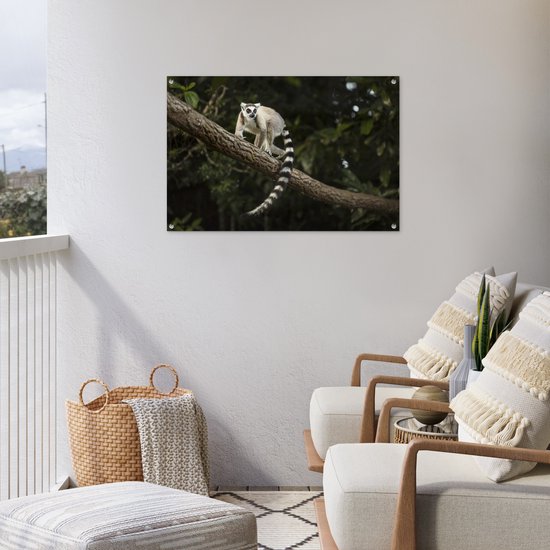 Lémur catta dans son habitat naturel Affiche de jardin 90x60 cm - Toile de jardin / Toile d'extérieur / Peintures d'extérieur (décoration de jardin)