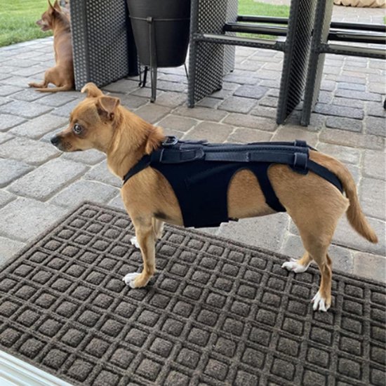Steunband voor honden met artritis en IVDD, rugondersteuning voor herstel, pijnverlichting en comfort — afbeelding 4