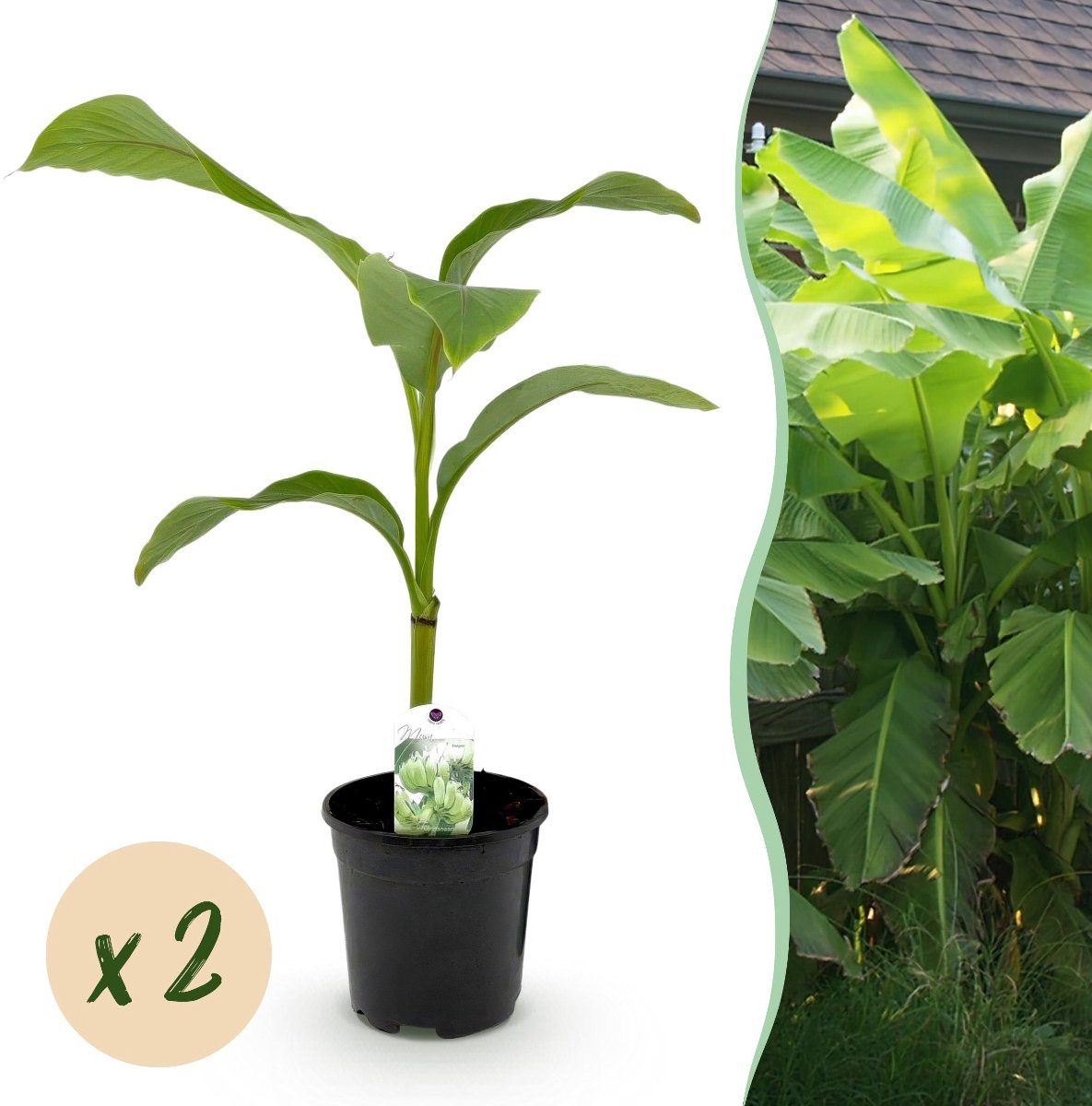 Green boutiQ - Fruitplant - Bananen plant - Musa Basjoo - Winterhard - 2 planten - Pot 17cm Hoogte 40cm