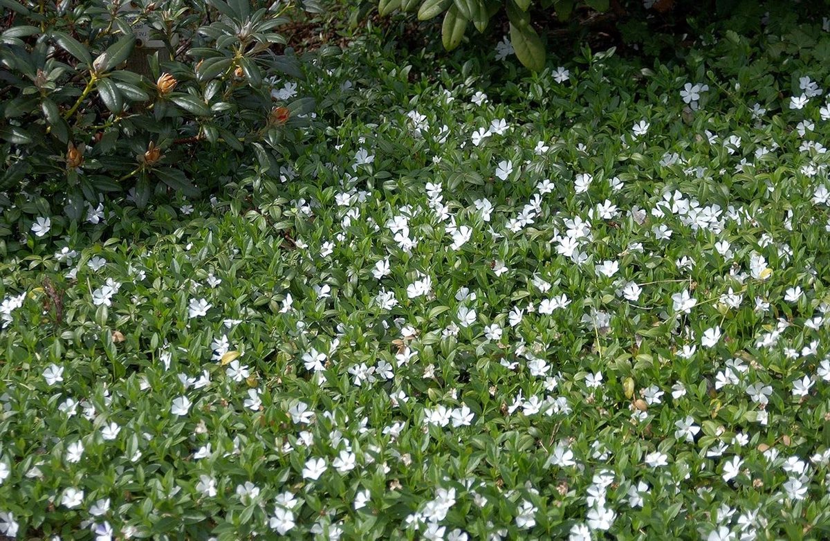 Vinca minor Alba - Kruipend Maagdenpalm - Bodem Bedekken - Witte Bloemen April-September - 15-20cm Hoog - Wit