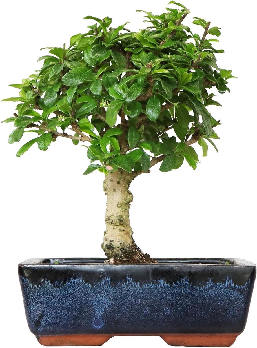 Bonsai Carmona - Kamerplant Theeplant - Decoratie Binnen - Wintergroene Plant - 20-30 cm H