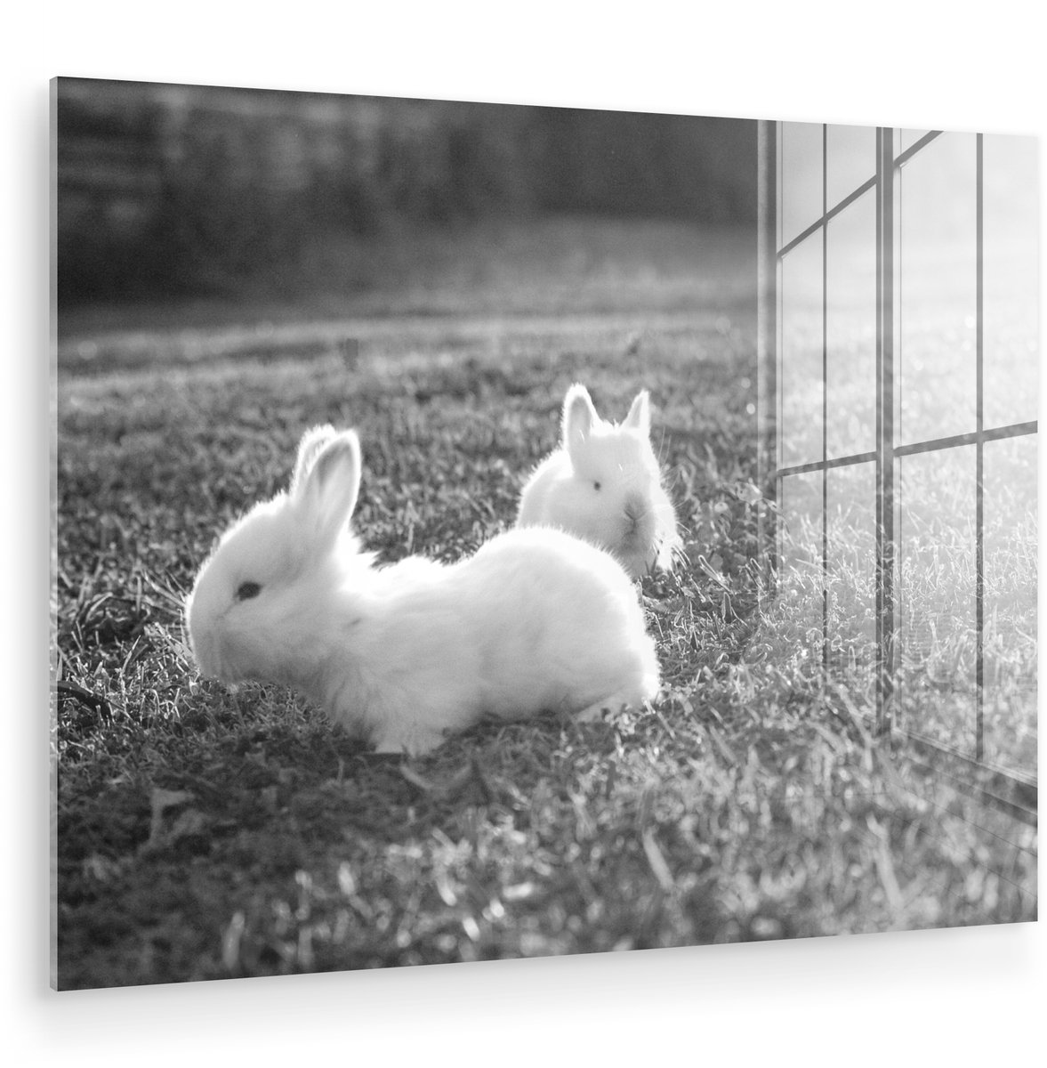 ® Glasschilderij 40x30 cm - Schilderij acrylglas - Konijnen - Baby - Wit - Foto op glas - Muurdecoratie woonkamer - Wanddecoratie slaapkamer - Schilderijen