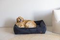 Gouden retriever in antraciethouten hondenmand met ribbels