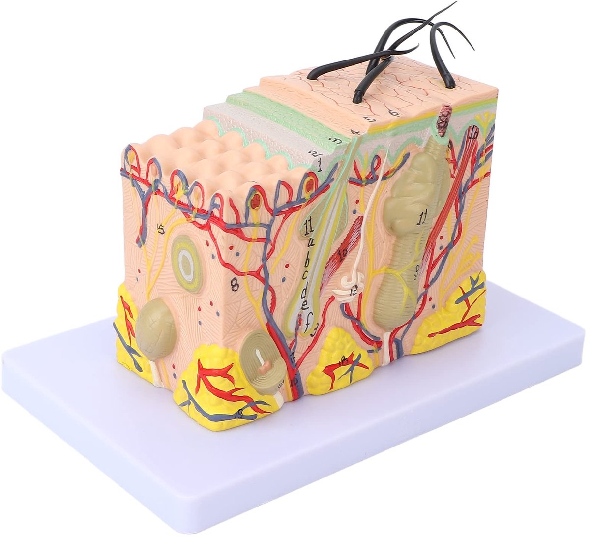 Allecto - Huidmodel - 35X Vergroot - Anatomisch Onderwijs - 3D