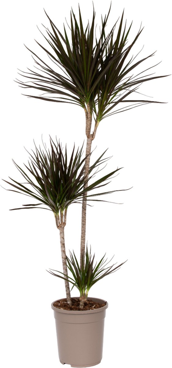 Plant in a Box - Dracaena Marginata - XL Drakenbloedboom - Groene kamerplant - Pot van 24cm - Hoogte 110-130cm