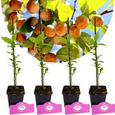 Vier jonge lotusboomplanten in zwarte potten met roze labels, tegen een achtergrond van rijpe kaki's aan een boom.