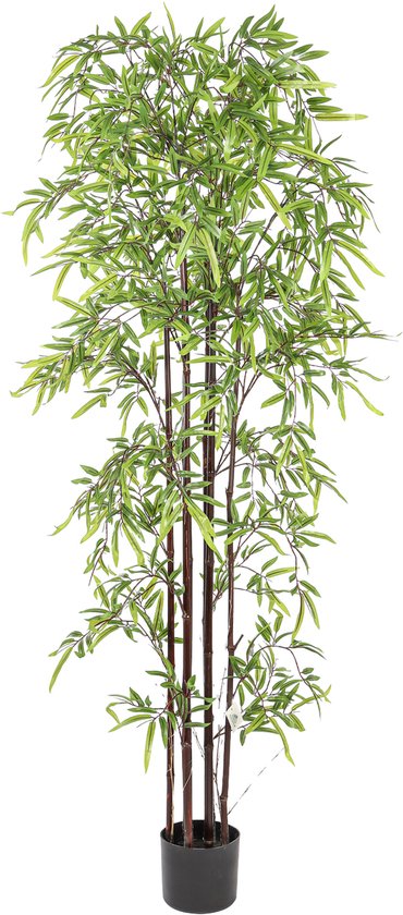 olivenbaum richtig dngen Olivenbaum-Dnger 8-8-6