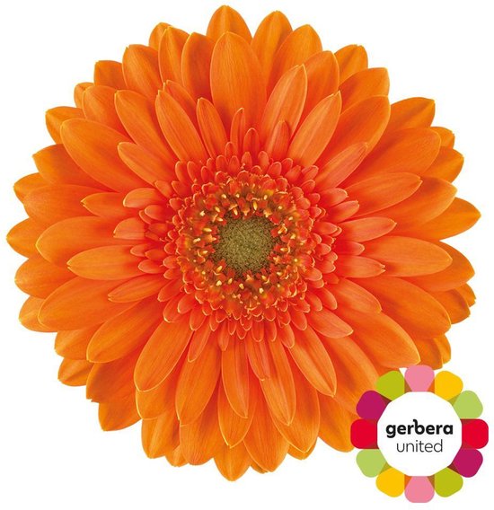 20x Germini cuby 70cm | bol