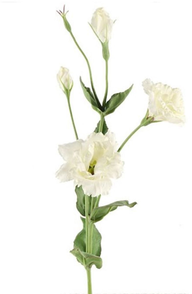 Countryfield Lisianthus Wit