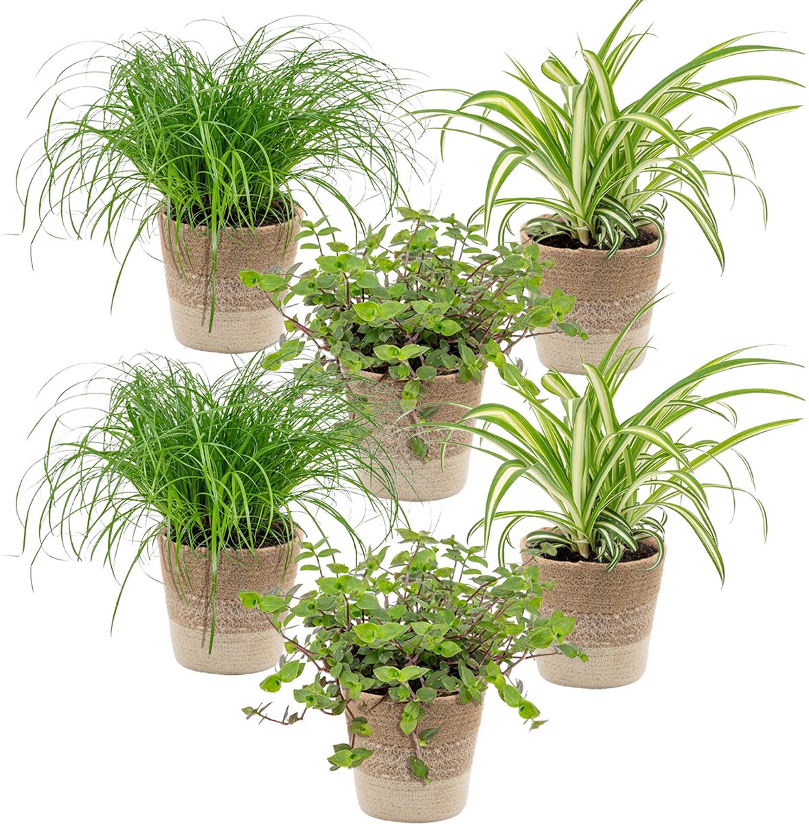 Bol.com Bloomique - Set van 6 - Huisdiervriendelijke planten - Chlorophytum, Cyperus, Callisia - Kamerplanten - Hoogte 20-30 cm ... aanbieding