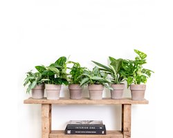 6x Botanische Kamerplanten Mix – Epipremnum - Monstera Monkey – Murdannia – ⌀12 cm - 20-25 cm