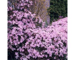 Bloomique - Set van 2 - Clematis Montana Rubens - Bosrank - Lichtroze - Klimplanten - Tuinplanten - Winterhard - 50-70 cm Hoog - Pot 15 cm