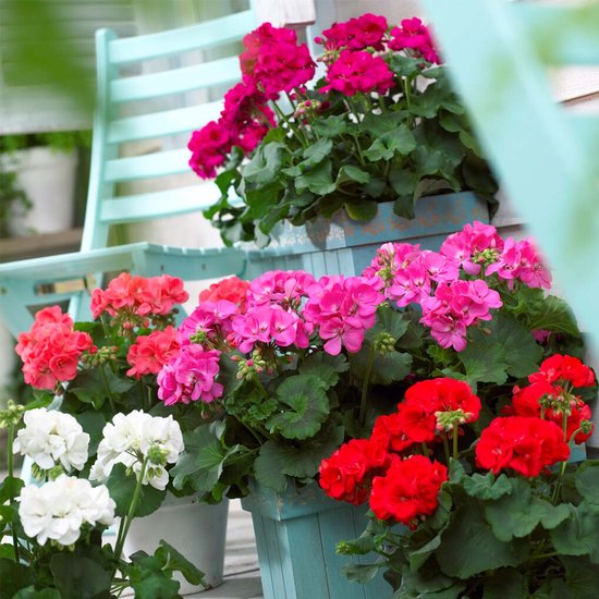 Bloomique - Mix van 6 - Pelargonium Zonale - Staande Geraniums - Geraniums Planten - Tuinplanten - 15-20 cm Hoog - Pot 10,5 cm