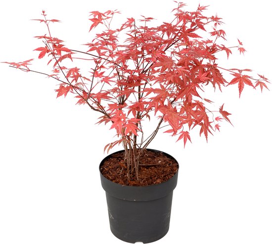 Plant in a Box - Acer palmatum ´Beni Maiko´ - Japanse Esdoorn boom - Rood-roze bladeren - Winterhard - Pot 19 - Hoogte 60-70cm
