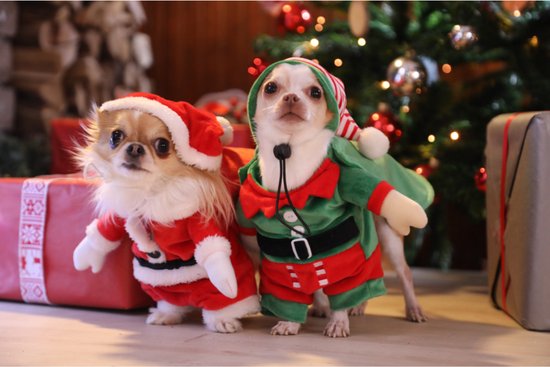 Croci - XMAS ELF DRESS - Kerstelf kostuum voor hond en kat - Ruglente: 30  cm | bol.com