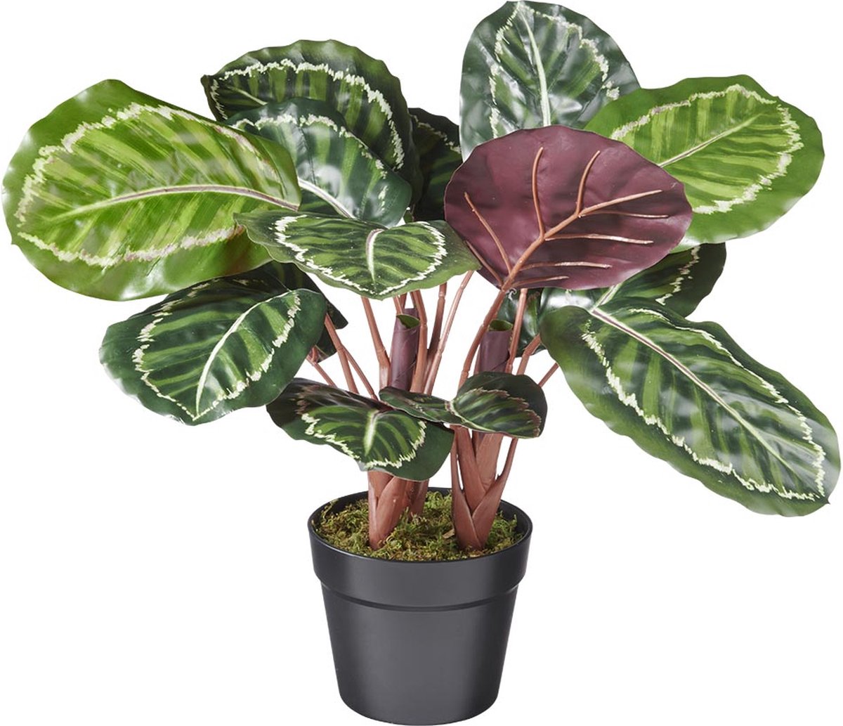 Kunstplant Calathea H50cm - HTT Decorations kunstplanten