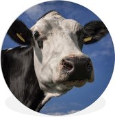 Une vache frisonne à tête blanche Assiette en plastique cercle mural ⌀ 90 cm - impression photo sur cercle mural / cercle vivant (décoration murale)