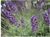 Bloemzaden - Lavendel Zaad - Lavandula Angustifolia Zaden - Inclusief Handleiding