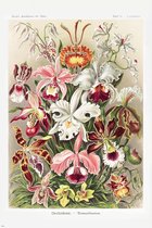 Orchideeën van Ernst Haeckel Poster 61x91.5cm