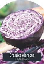 Groentezaden - Rode Kool Zaad - Brassica Oleracea - Inclusief Handleiding