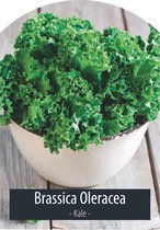 Groentezaden - Boerenkool - Brassica Oleracea - Inclusief Handleiding